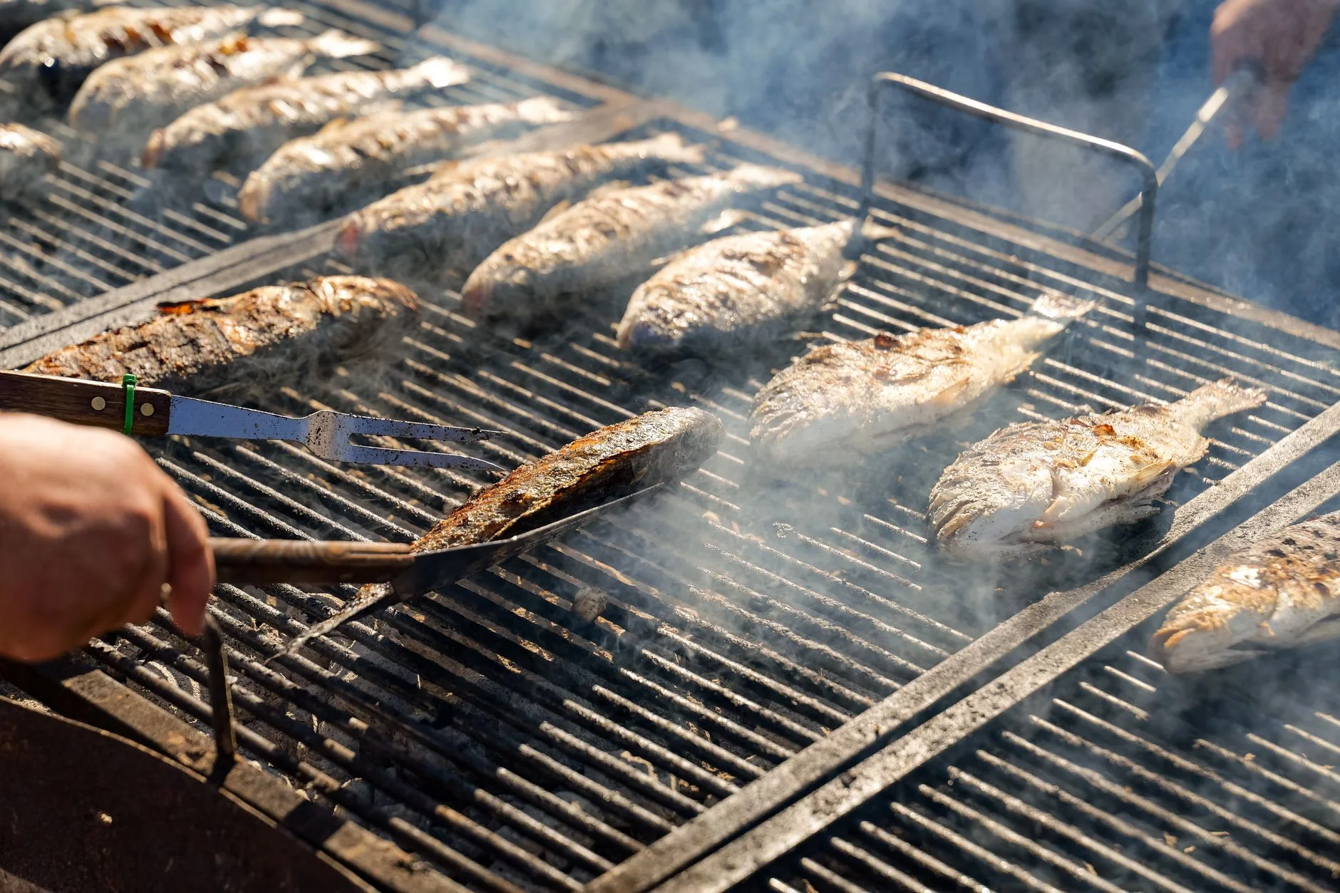 Les poissons phares de la côte monténégrine