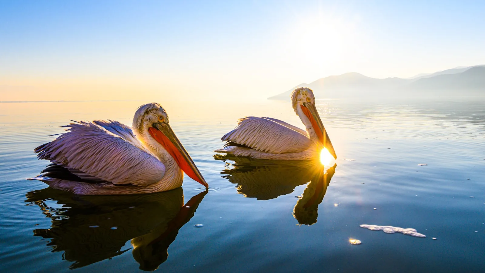 Jour 7 : Parc national du lac de Skadar