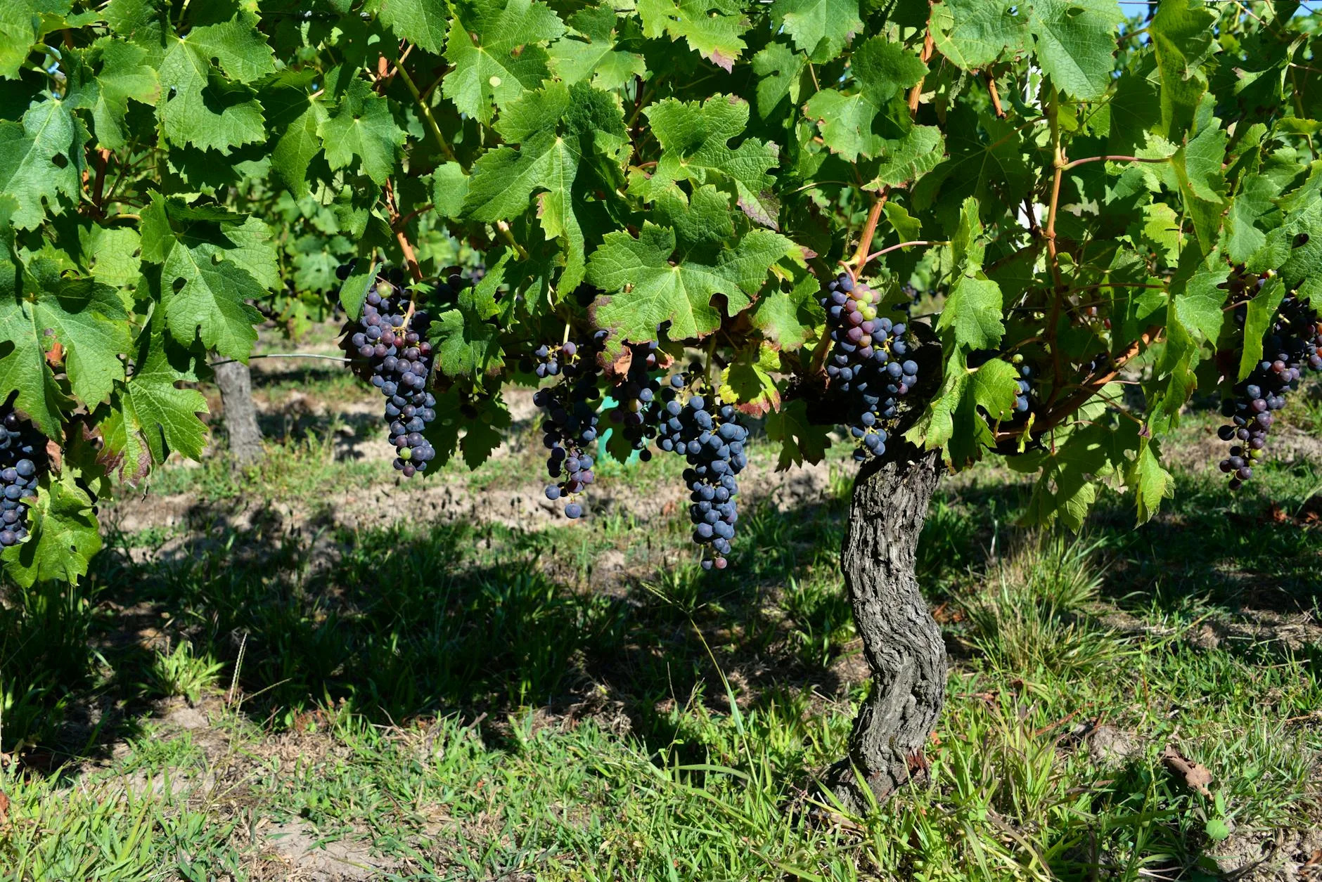 Vins et boissons